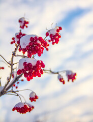 A branch with viburnum berries covered with snow against a blue sky with clouds