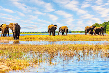 Naklejka premium The elephants. The Chobe River