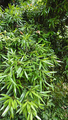 Green lush foliage with bright details