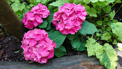 Vibrant pink hydrangeas in lush garden setting