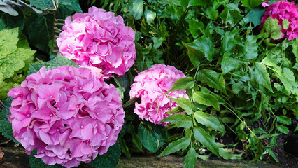 Vibrant pink hydrangeas in lush garden setting