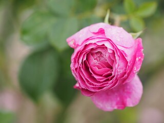 ピンクのバラ　フィネス