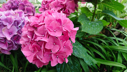 Bright pink hydrangea in summer garden