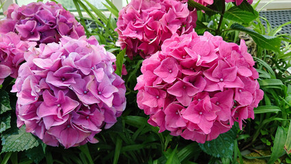 Bright pink and purple hydrangeas in lush garden