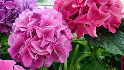 Bright pink and purple hydrangeas in summer garden