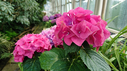 Pink hydrangea flowers in greenhouse