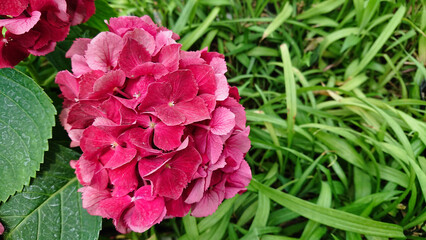 Fototapeta premium Vibrant hydrangea blossoms in garden view
