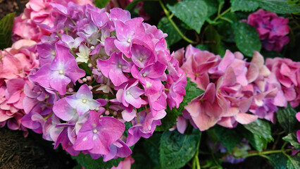 Vibrant pink hydrangea flowers in garden