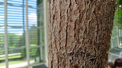 Tree Bark Texture in Greenhouse Setting