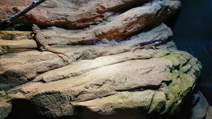 Lizard resting on sandstone rocks