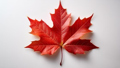 red maple leaf