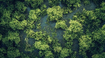 Aerial view of a mangrove forest with a river in the Riau Islands, Indonesia. top-down perspective, high resolution, high definition, high quality, high detail, high contrast, high color, professional