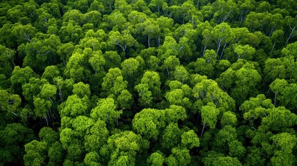 Aerial view of a mangrove forest with a river in the middle, highly detailed, professional drone photography, wide-angle lens, professional color grading.