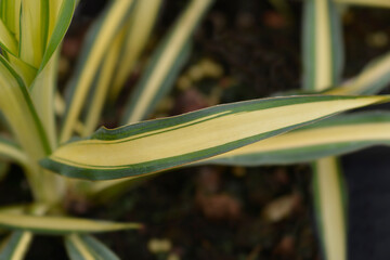 Obraz premium Variegated needle palm Color Guard leaves
