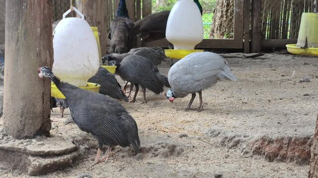 Helmeted Guineafowl (Numida meleagris) in zoo