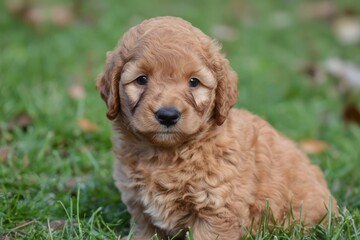 Adorable Golden Doodle Puppy in Grass