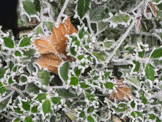 Raureif liegt auf Ästen im Park, feine Strukturen an Ilex