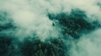 Aerial view of a tropical rainforest with low fog in the morning, a top-down view against a white sky background. A flying drone captures aerial images from above to capture distant trees and misty