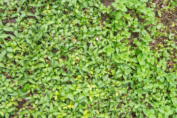Lush Green Plants Herbs Mint Groundcover Foliage Nature Texture