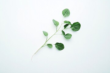 Fresh Green Leafy Plant Stem on Light Background for Minimalist Aesthetic