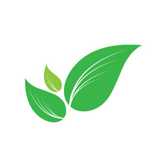 green leaf isolated on white