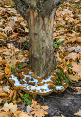 Snow on a mushroom, Phellinus robustus - saprophytic wood fungus on an old oak tree stump, Ukraine