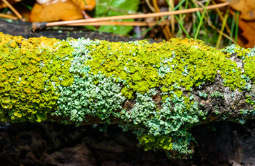 Xanthoria parietina and a consortium of different types of lichens on a thick tree branch