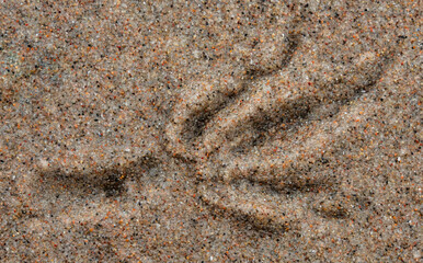 Vogelspur im Sand