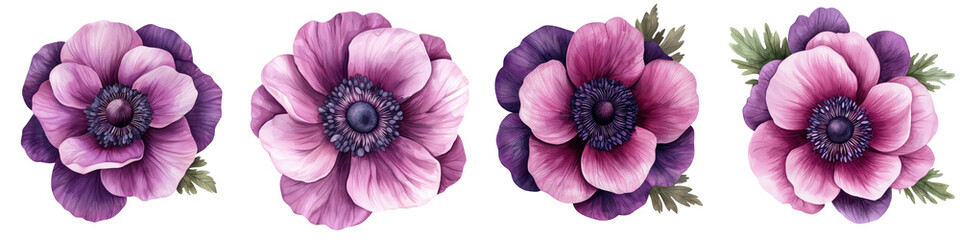 Beautiful Pink and Purple Anemone Flowers in Full Bloom Vibrant Floral Botanical Background