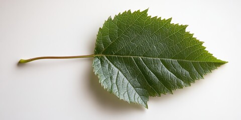 Fototapeta premium A leaf is shown on a white background