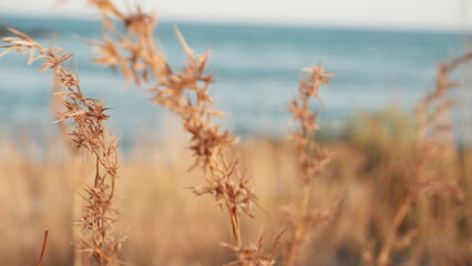 grass in the wind