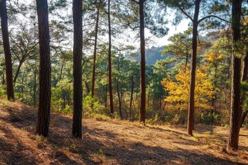 Obraz premium Beautiful forest landscape with sunlight filtering through the trees in autumn, a colorful forest background, sunlight rays shining on the ground and tall pine tree trunks with green leaves and orange