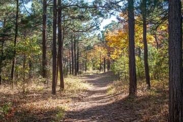 Fototapeta premium Beautiful forest landscape with sunlight filtering through the trees in autumn, a colorful forest background, sunlight rays shining on the ground and tall pine tree trunks with green leaves and orange