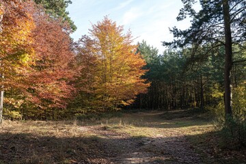 Obraz premium Beautiful forest landscape with sunlight filtering through the trees in autumn. A peaceful natural scene of green pine and oak woods in fall colors. High-resolution photography.