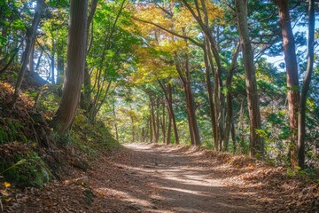 Obraz premium Beautiful forest landscape with sunlight filtering through the trees in autumn. A peaceful natural scene of green pine and oak woods in fall colors. High-resolution photography.