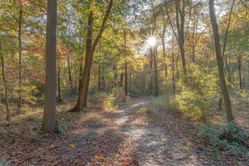 Obraz premium Beautiful forest landscape with sunlight filtering through the trees in autumn. A peaceful natural scene of green pine and oak woods in fall colors. High-resolution photography.