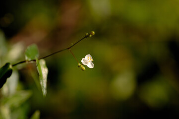 flower called bridal veil, often used to adorn flower bouquets
