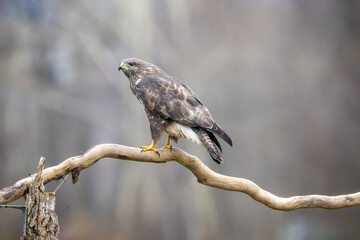 Fauna selvatica Capanno Nisida Poiana