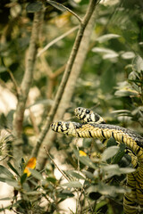 Cobras namorando