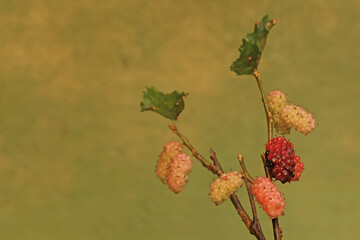 A mulberry tree branch covered in fruit. This plant has the scientific name Morus alba L.