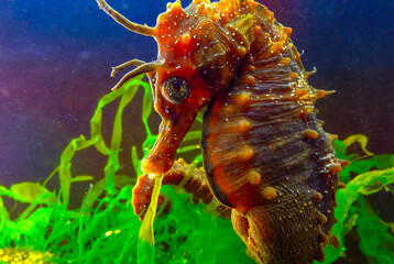 Side view of a male, Long-snouted seahorse Hippocampus hippocampus hiding among green algae near the shore, Black Sea