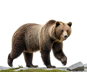 Fototapeta premium Majestic Brown Bear Strolling Against a transparent Background