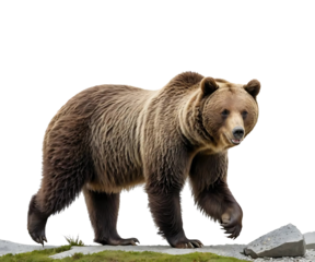 Majestic Brown Bear Strolling Against a transparent Background
