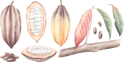 Watercolor vector cocoa beans.