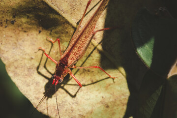 Learn about pest infestation challenges in farming, including grasshopper, their effects on crop health, and innovative, organic pest control solutions for sustainable agricultural practices