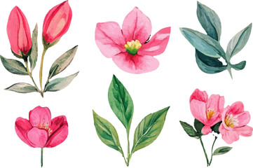 watercolor set of pink flowers