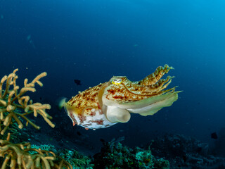 Sepia am Korallenriff