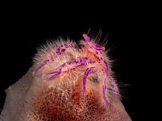 Hairy Lobster