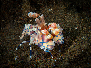 Garnelen aus Südostasien