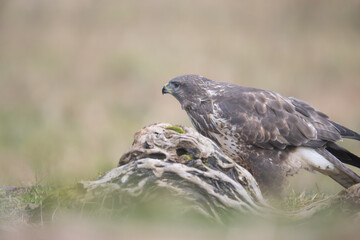 Fauna selvatica Capanno Nisida Poiana